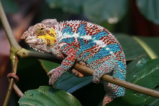 The Ultimate Guide to Panther Chameleons: Everything You Need to Know