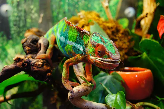 Comprehensive Guide to Baby Chameleon Care