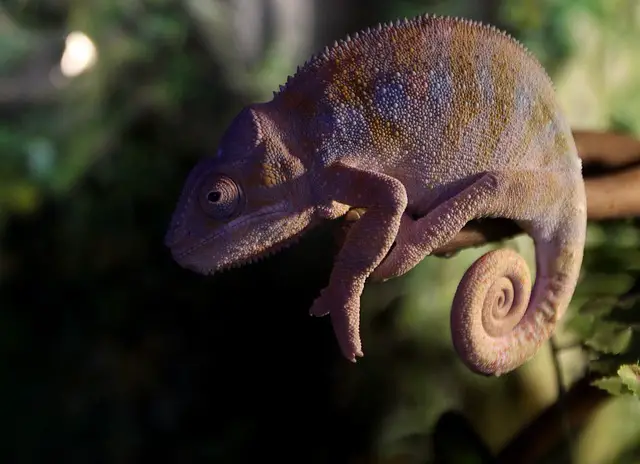 Understanding and Preventing Dehydration in Chameleons