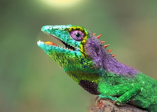 Understanding Chameleon Sleep Patterns: Everything You Need to Know