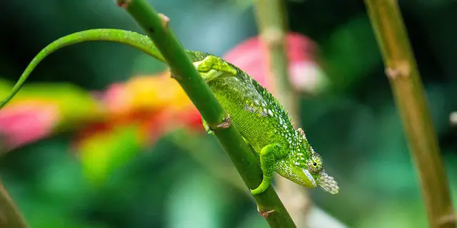 Choosing the Best Substrate for Your Chameleon’s Enclosure