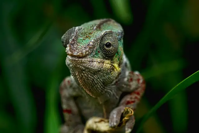 Providing Optimal Temperatures for Your Pet Chameleon: A Comprehensive Guide